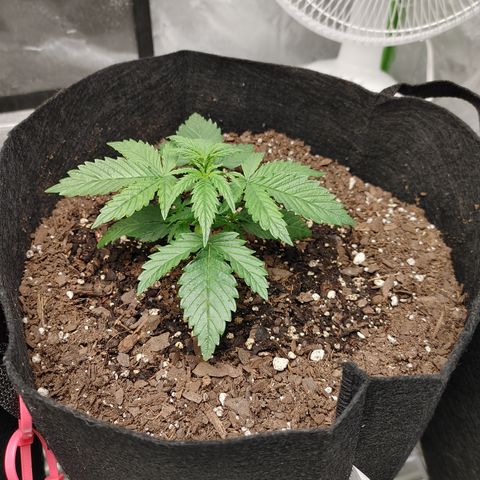 Catnip growlog timeline photo