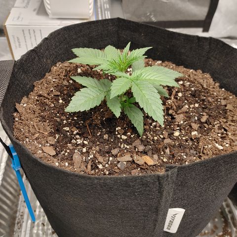 Chocolope growlog timeline photo