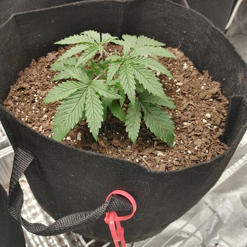 Catnip growlog timeline photo