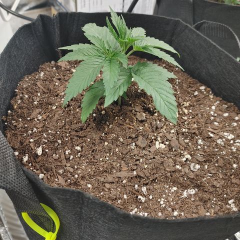 Amnesia Haze growlog timeline photo