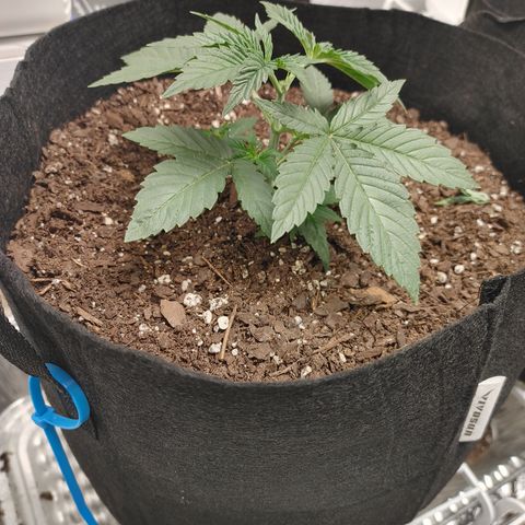 Chocolope growlog timeline photo