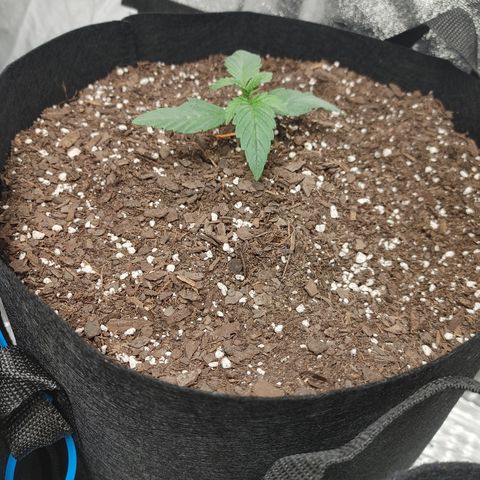 Purple Nurple growlog timeline photo