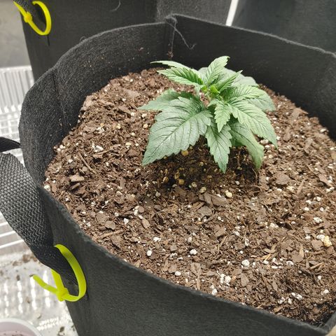 Amnesia Haze growlog timeline photo