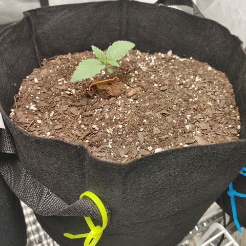 Guamba Juice growlog timeline photo