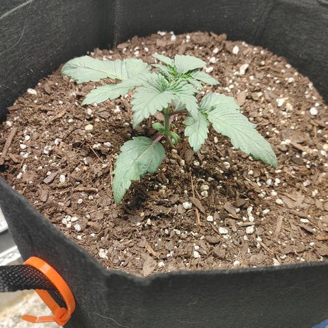 Trickster growlog timeline photo