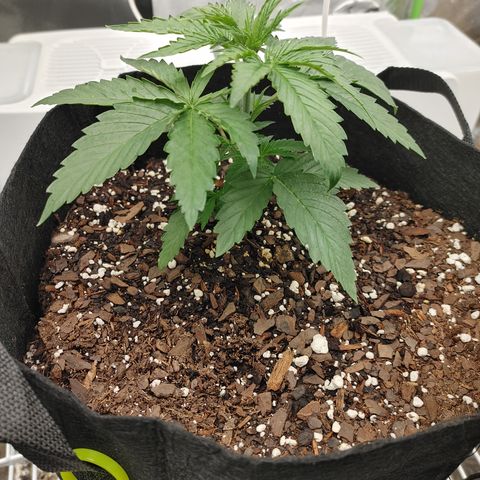Amnesia Haze growlog timeline photo