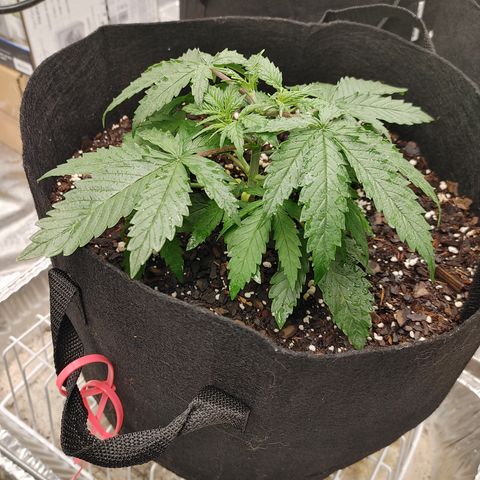 Catnip growlog timeline photo