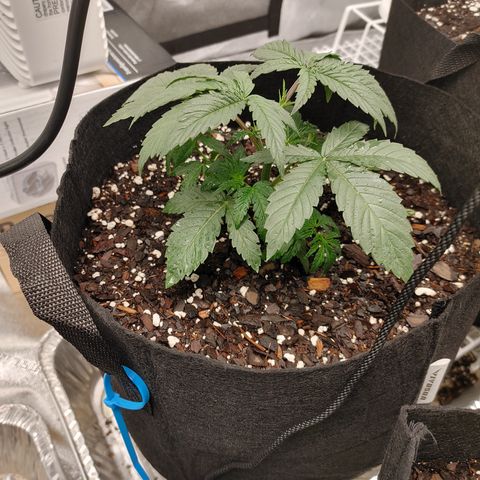 Chocolope growlog timeline photo