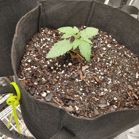 Guamba Juice growlog timeline photo