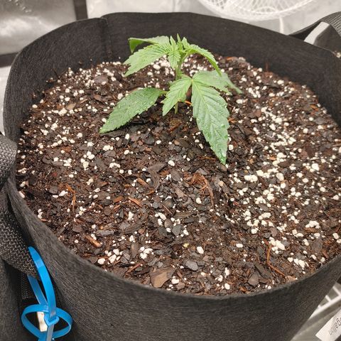 Purple Nurple growlog timeline photo