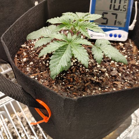 Trickster growlog timeline photo
