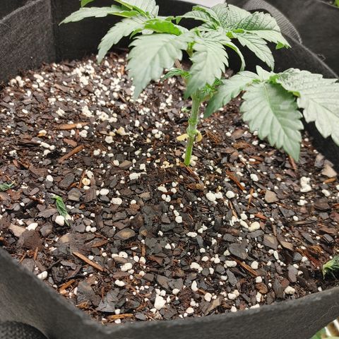 Amnesia Haze growlog photo: Did some experimenting on 1 of the Amnesia Haze plants