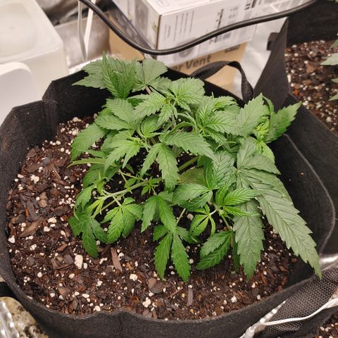 Catnip growlog timeline photo