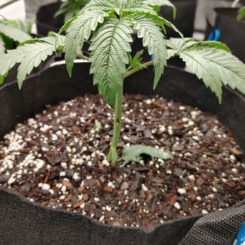 Chocolope growlog photo: Some experimenting on 1 of the Chocolopes