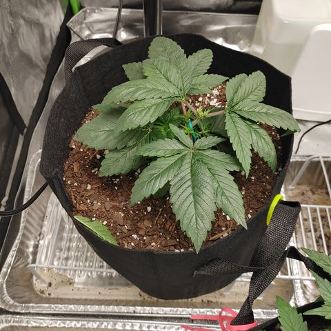 Amnesia Haze growlog timeline photo