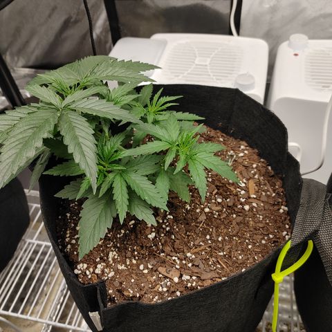 Amnesia Haze growlog timeline photo