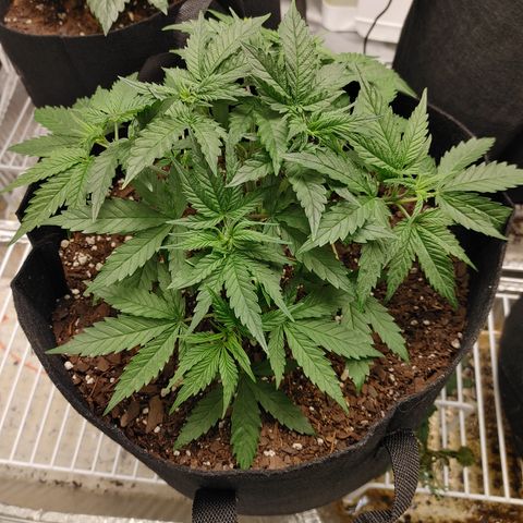 Catnip growlog timeline photo