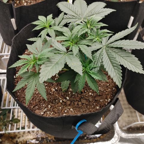 Chocolope growlog timeline photo