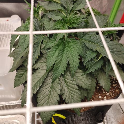 Amnesia Haze growlog timeline photo