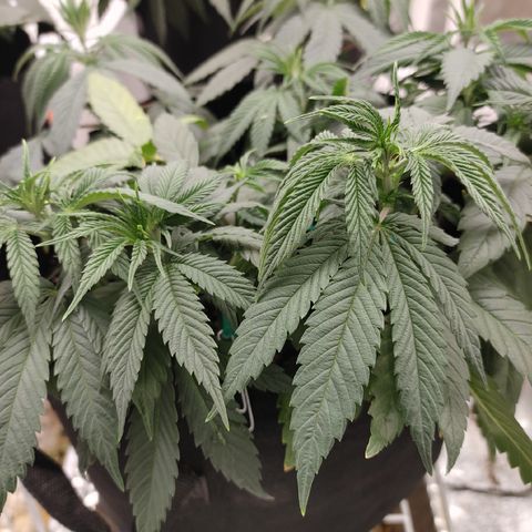 Chocolope growlog timeline photo