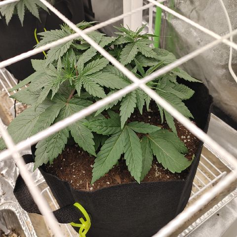 Guamba Juice growlog timeline photo