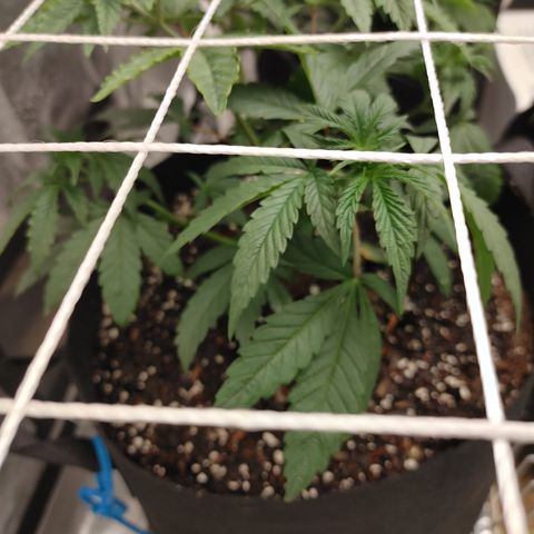Purple Nurple growlog timeline photo
