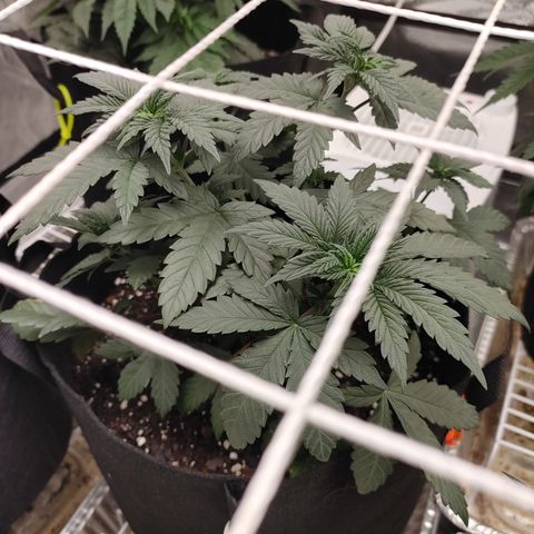 Trickster growlog timeline photo