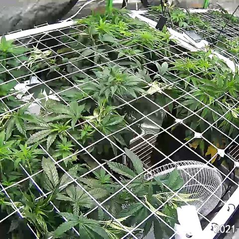 Catnip growlog timeline photo
