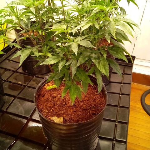Do Si Dos growlog timeline photo