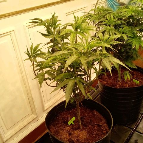 Do Si Dos Zkittlez growlog timeline photo