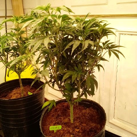 Do Si Dos Zkittlez growlog timeline photo