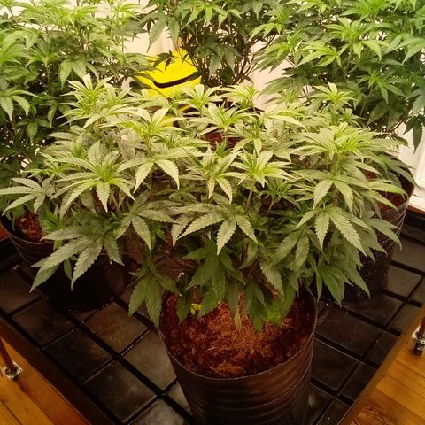 Do Si Dos growlog timeline photo