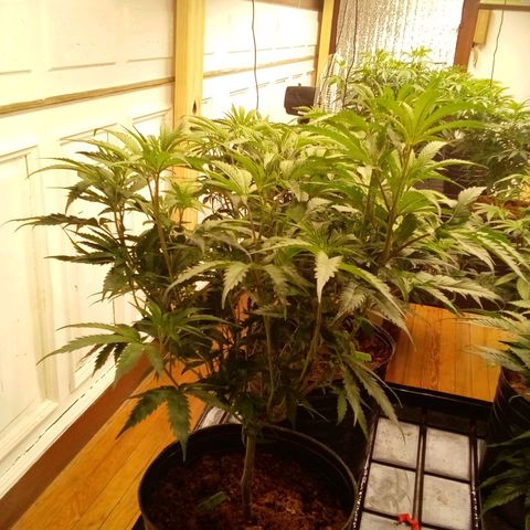 Do Si Dos Zkittlez growlog timeline photo