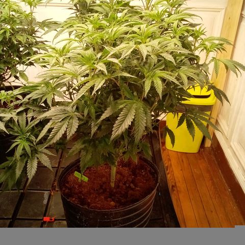 Do Si Dos Zkittlez growlog timeline photo