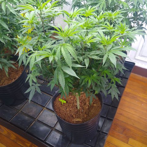 Do Si Dos growlog timeline photo
