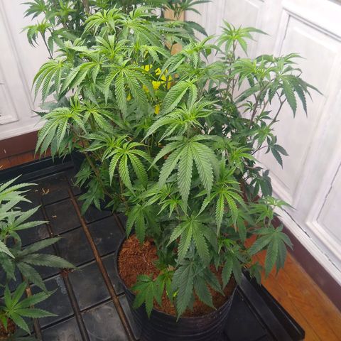 Do Si Dos Zkittlez growlog timeline photo