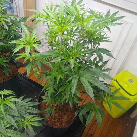 Do Si Dos Zkittlez growlog timeline photo