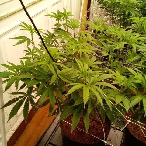 Do Si Dos growlog timeline photo