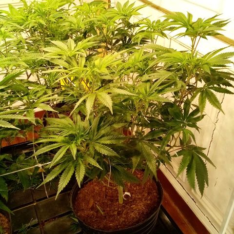 Do Si Dos Zkittlez growlog timeline photo