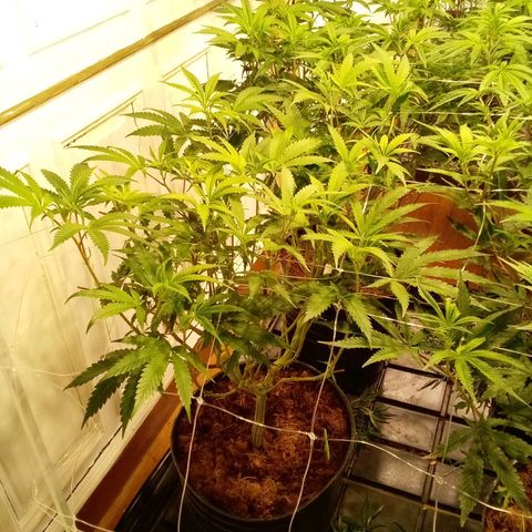 Do Si Dos Zkittlez growlog timeline photo
