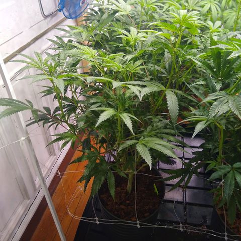 Do Si Dos Zkittlez growlog timeline photo