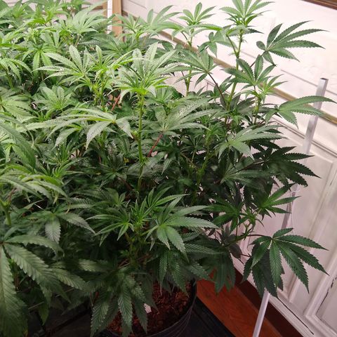 Do Si Dos Zkittlez growlog timeline photo