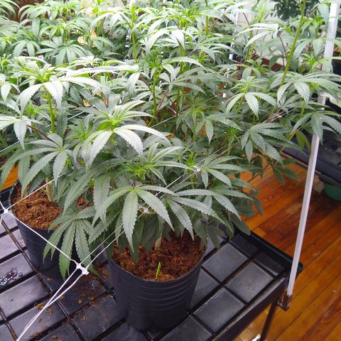 Do Si Dos growlog timeline photo