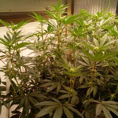 Do Si Dos growlog timeline photo