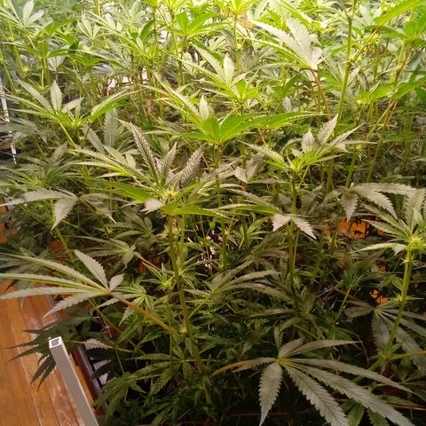Do Si Dos Zkittlez growlog timeline photo