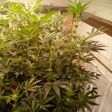 Do Si Dos Zkittlez growlog timeline photo
