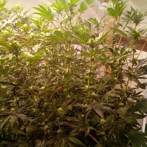 Do Si Dos Zkittlez growlog timeline photo