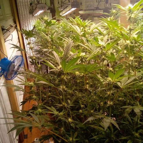 Do Si Dos Zkittlez growlog timeline photo