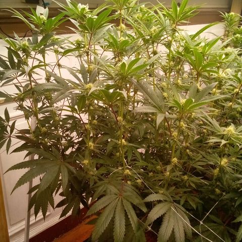 Do Si Dos growlog timeline photo