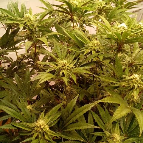 Do Si Dos growlog timeline photo